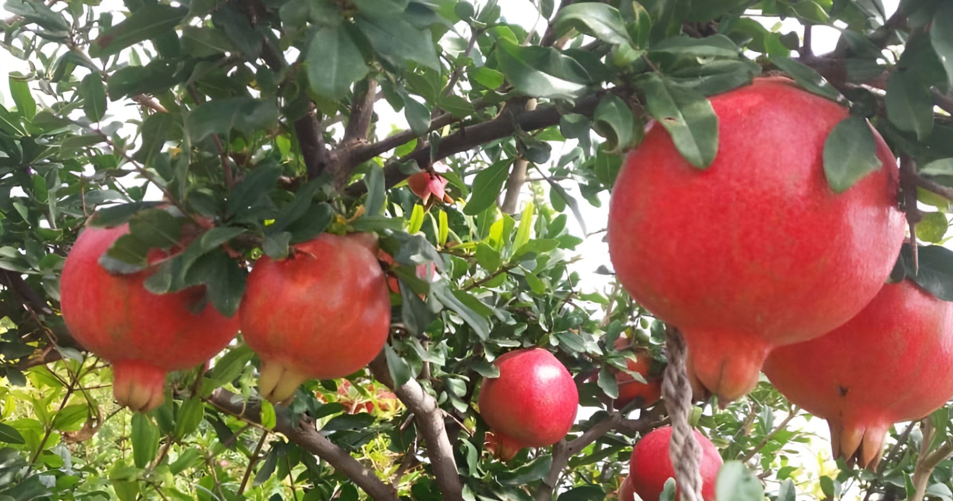 Pomegranate